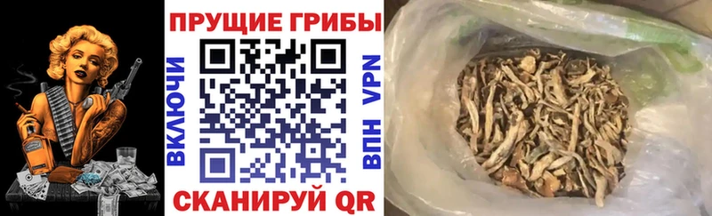 Галлюциногенные грибы Psilocybe  Купить закладки  Новая Ляля 